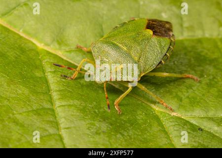 Green Shield Bug (Palomena prasina) Catbrook, Monmouthshire, Wales, UK, Mai Stockfoto
