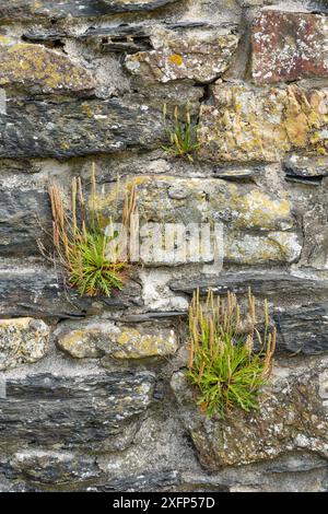 Buck's-Horn-Banane (Plantago coronopus) wächst auf den Ruinen der St. Brynach-Kirche, Cwm-yr-Eglwys, Dinas Halbinsel, in der Nähe von Fishguard, Pembrokeshire, Wales, Großbritannien, Juni. Stockfoto