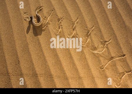 Peringuey der Addierer (Bitis peringueyi) sidewinding in der Namib Wüste, Namibia. Stockfoto