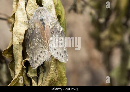 Hummermotte (Stauropus fagi) Catbrook, Monmouthshire, Wales, UK, Juni. Fokussiertes, gestapeltes Bild. Stockfoto