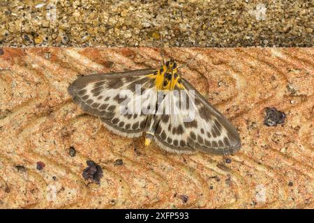 Kleine Elstermotte (Anania hortulata) auf Ziegelstein, Catbrook, Monmouthshire, Mai. Fokussiertes, gestapeltes Bild. Stockfoto