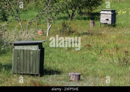 Zwei hölzerne Bienenstöcke in einem Obstgarten zwischen grünem Gras. Altes Bienenhaus mit Bienenstöcken im Garten. Stockfoto