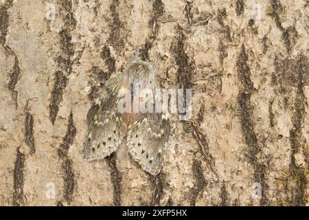 Hummermotte (Stauropus fagi) Catbrook, Monmouthshire, Wales, Vereinigtes Königreich. Juni. Fokussiertes, gestapeltes Bild. Stockfoto