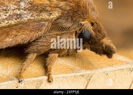 Trinker Moth (Euthrix potatoria) Monmouthshire, Juli. Fokussiertes, gestapeltes Bild. Stockfoto