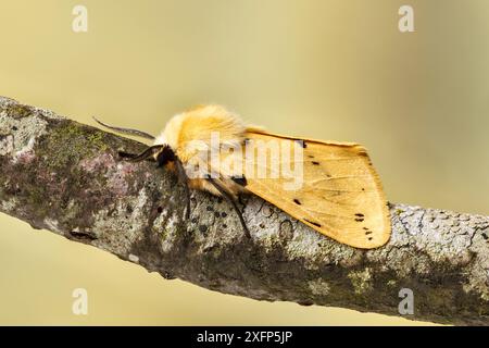 Buff Herminmoth (Spilosoma lutea) Catbrook, Monmouthshire, Wales, Vereinigtes Königreich. Juni. Fokussiertes, gestapeltes Bild. Stockfoto