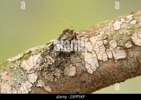 Frosted Green Moth (Polyploca ridens) Monmouthshire, Wales, Vereinigtes Königreich. April. Fokussiertes, gestapeltes Bild. Stockfoto