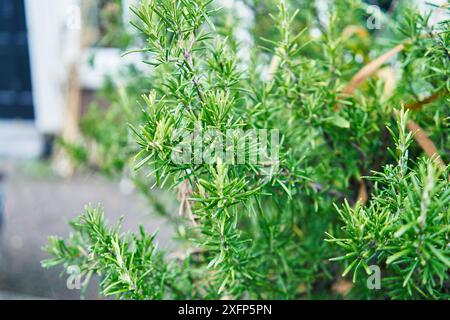 Nahaufnahme des lebendigen grünen Rosmarinkrauts bei Tageslicht, das seine frischen, biologischen Details einfängt, perfekt für kulinarische oder Gartenthemen. Stockfoto