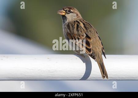 Spanischer Spatzen (Passer hispaniolensis), Djerba, Tunesien Stockfoto