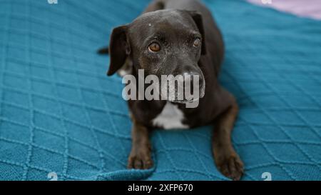 Ein heiterer schwarzer Hund lockt auf einer leuchtend blauen Decke drinnen mit seinen gefühlvollen Augen und seinem glänzenden Fell. Stockfoto