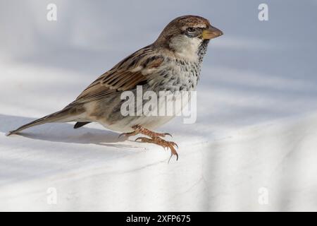 Spanischer Sparrow (Passer hispaniolensis) hockte, Djerba, Tunesien Stockfoto