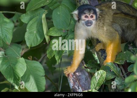 Eichhörnchenaffe (Saimiri boliviensis peruviensis) in Baum, Madidi-Nationalpark, Bolivien Stockfoto