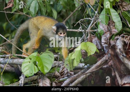 Eichhörnchenaffe (Saimiri boliviensis peruviensis) in Baum, Madidi-Nationalpark, Bolivien Stockfoto