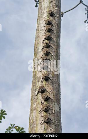 Proboscis bat (Rhynchonycteris naso) Gruppe, die auf einem Baum wohnt, Madidi Nationalpark, Bolivien Stockfoto