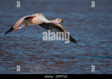 James's Flamingo (Phoenicoparrus jamesi) fliegt über Laguna Colorada, Reserva Eduardo Avaroa, Altiplano, Bolivien Stockfoto