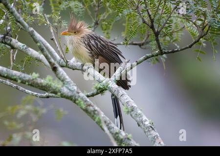 Guira Kuckuckuck (Guira Guira) in einem Baum, St. Cruz, Bolivien Stockfoto