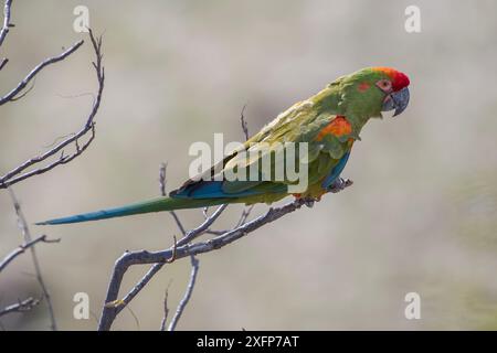 Profil des Rotfrontaras (Ara rubrogenys), Naturschutzgebiet der Gemeinschaft des Rotfrontaras, Omerque, Bolivien Stockfoto