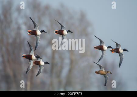 Nordschaufel (Anas clypeata) im Flug, Antwerpen, Belgien, Februar. Stockfoto