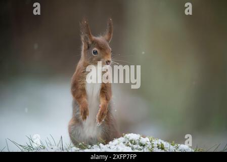 Rotes Eichhörnchen (Sciurus vulgaris) auf Hinterbeinen, Brasschaat, Belgien, Februar. Stockfoto