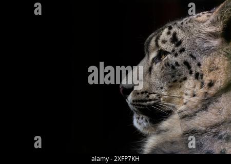 Schneeleopard (Panthera uncia) weiblich, in Gefangenschaft. Stockfoto