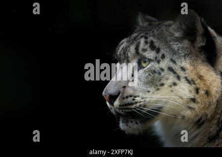 Schneeleopard (Panthera uncia) weiblich, in Gefangenschaft. Stockfoto