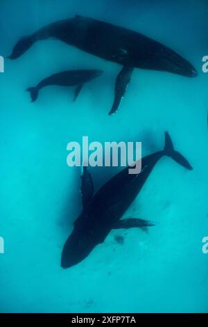 Buckelwal (Megaptera novaeangliae) Mutter mit Jungkalb in tropisch geschützten Küstengewässern Vava'u, Tonga. Stockfoto