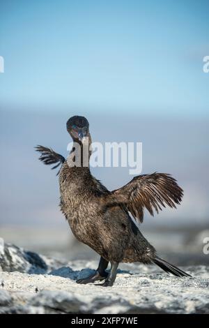 Flugunfähiger Kormoran (Phalacrocorax harrisi) Punta Espinosa, Fernandina Island, Galapapgos Stockfoto