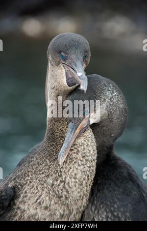 Flugunfähigen Kormoran (Phalacrocorax harrisi) Paar in der umwerbung Puerto Pajas, Isabela Island, Galapagos Stockfoto