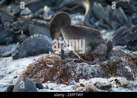 Flugunfähiger Kormoran (Phalacrocorax harrisi) auf dem Nest Punta Espinosa, Fernandina Island, Galapagos Stockfoto