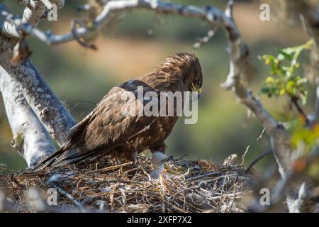 Galapagos Falke (Buteo galapagoensis) auf Nest, Sullivan Bay, Santiago Island, Galapagos Stockfoto