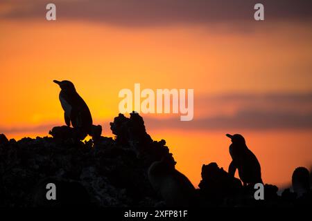 Galapagos-Pinguin (Spheniscus mendiculus) Silhouette bei Sonnenuntergang, Elizabeth Bay, Isabela Island, Galapagos Stockfoto