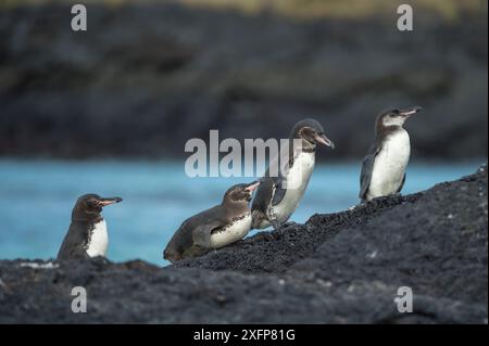 Galapagos-Pinguin (Spheniscus mendiculus) Punta Moreno, Isabela Island, Galapagos Stockfoto