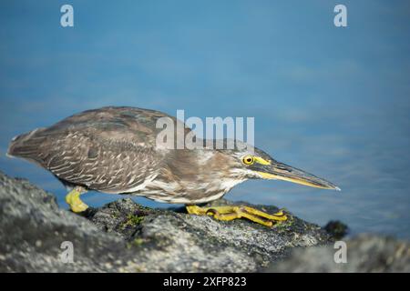 Streifenreiher (Butorides striata) jagen an der Küste, Punta Espinosa, Fernandina Island, Galapagos Stockfoto