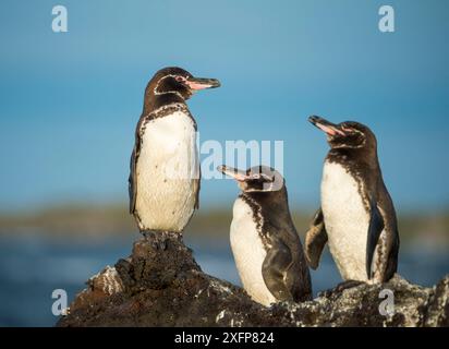 Galapagos-Pinguin (Spheniscus mendiculus) Isla Tortuga, Isabela Island, Galapagos Stockfoto