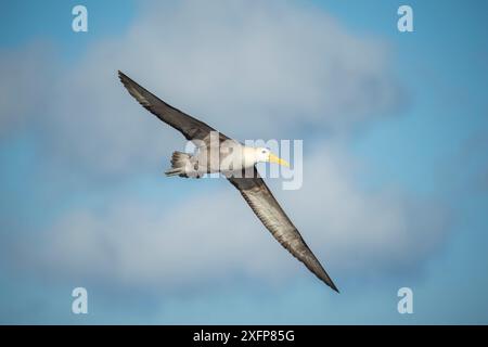 Winkte Albatros (Phoebastria irrorata) im Flug, Punta Suarez, Espa¤ola Island, Galapagos Stockfoto