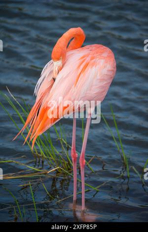 Amerikanischer Flamingo (Phoenicopterus ruber) Preening, Punta Moreno, Isabela Island, Galapagos Stockfoto