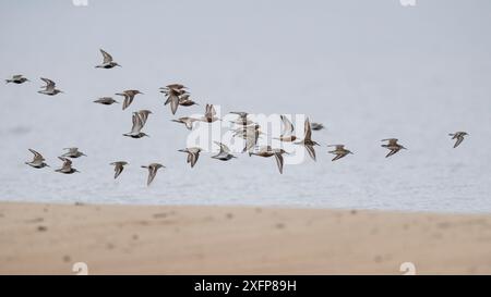 Herde von Dunlin (Calidris alpina), Sandfänger (Calidris ferruginea) und kleiner Stint (Calidris minuta) im Flug, Finnland, Juli. Stockfoto