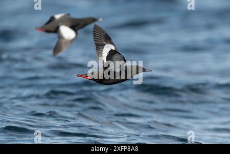 Schwarze Guillemots (Cepphus grylle) zwei fliegen über Meer, Finnland, April. Stockfoto