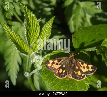 Nordischer Kapitän (Carterocephalus silvicola), weiblich, Finnland, Juni. Stockfoto