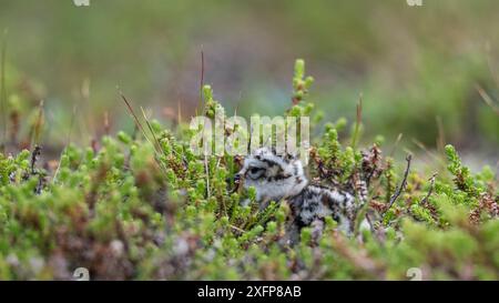 Eurasische Dotterel (Charadrius morinellus), Jungtiere in Nisthabitat, Finnland, Juli. Stockfoto