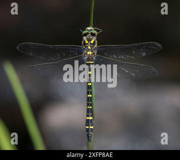 Goldene Libelle (Cordulegaster boltonii), männlich, Finnland, August. Stockfoto