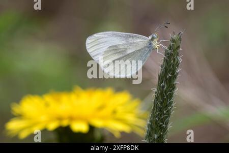 Wood White (Leptidea sinapis), männlich auf Kochbanane mit Löwenzahn im Hintergrund, Finnland, Juni. Stockfoto