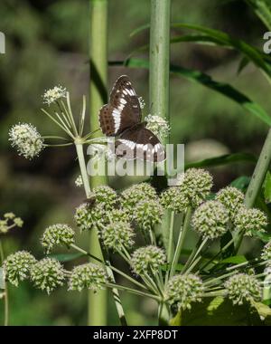 Weißer Admiral (Limenitis camilla), weiblich, Finnland, August. Stockfoto