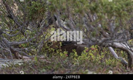Berghase (Lepus timidus), versteckt in Büschen, Finnland, Juli. Stockfoto