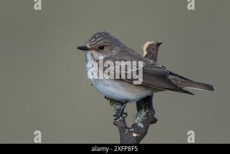 Gepunkteter Fliegenfänger (Muscicapa striata), Finnland, Mai. Stockfoto