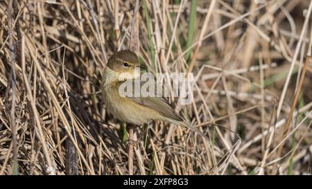 Chiffchaff (Phylloscopus collybita), erwachsen im Frühjahr, Finnland, April. Stockfoto