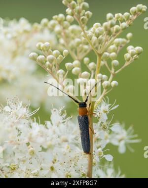 Doppelfleckenkäfer (Oberea oculata), auf Meadowsweet (Filipendula ulmaria), Finnland, Juli. Stockfoto