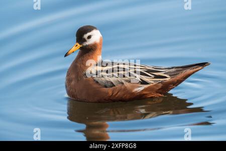 Rote Phalarope (Phalaropus fulicarius), erwachsenes Weibchen auf Wasser Finnland, Juni. Stockfoto