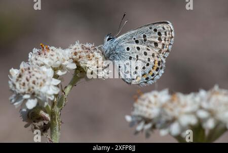 Blauer Schmetterling (Scolitantides vicrama), männlich am Mountain Everlasting (Antennaria dioica), Finnland, Juni. Stockfoto