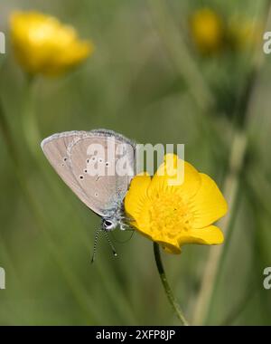 Mazarinblauer Schmetterling (Polyommatus semiargus), weiblich, Finnland, Juni. Stockfoto