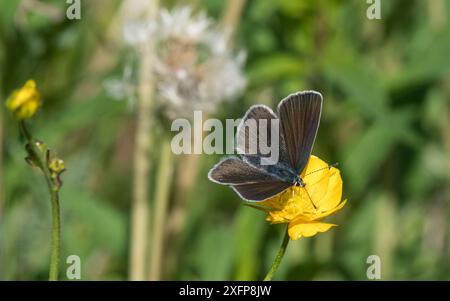 Mazarinblauer Schmetterling (Polyommatus semiargus), weiblich, Finnland, Juni. Stockfoto